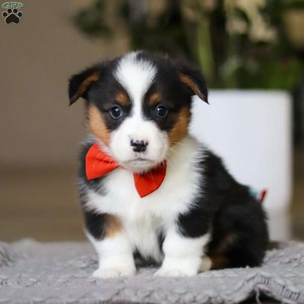 Mason, Pembroke Welsh Corgi Puppy